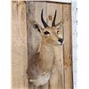 Image 2 : African Reedbuck Shoulder Mount Taxidermy