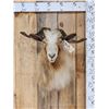 Image 1 : Feral Goat Shoulder Mount Taxidermy