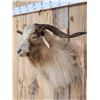 Image 2 : Feral Goat Shoulder Mount Taxidermy