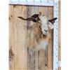 Image 3 : Feral Goat Shoulder Mount Taxidermy