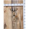 Image 1 : African Reedbuck Shoulder Mount Taxidermy
