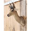 Image 2 : African Reedbuck Shoulder Mount Taxidermy