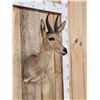 Image 3 : African Reedbuck Shoulder Mount Taxidermy