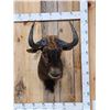 Image 1 : African Black Wildebeest Shoulder Mount Taxidermy