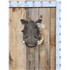 Image 1 : African Warthog Shoulder Mount Taxidermy