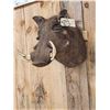 Image 3 : African Warthog Shoulder Mount Taxidermy