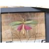 Image 2 : 2 Insects In Frame Taxidermy