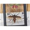Image 3 : 2 Insects In Frame Taxidermy