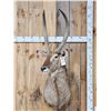 Image 1 : African Waterbuck Shoulder Mount Taxidermy