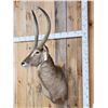 Image 2 : African Waterbuck Shoulder Mount Taxidermy