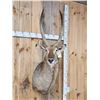 Image 3 : African Waterbuck Shoulder Mount Taxidermy