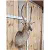 Image 4 : African Waterbuck Shoulder Mount Taxidermy