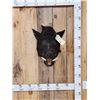 Image 1 : Wild Boar Hog Shoulder Mount Taxidermy