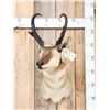 Image 1 : Pronghorn Antelope Shoulder Mount Taxidermy
