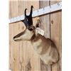 Image 2 : Pronghorn Antelope Shoulder Mount Taxidermy