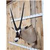 Image 2 : African Gemsbok Shoulder Mount Taxidermy