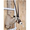 Image 3 : African Gemsbok Shoulder Mount Taxidermy