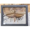 Image 2 : Giant Peruvian Grasshopper In Frame Taxidermy