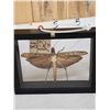 Image 3 : Giant Peruvian Grasshopper In Frame Taxidermy