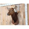 Image 3 : Cow Elk Shoulder Mount Taxidermy