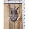 Image 1 : African Warthog Shoulder Mount Taxidermy