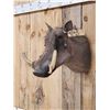 Image 2 : African Warthog Shoulder Mount Taxidermy