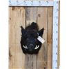 Image 1 : Wild Russian Boar Hog Shoulder Mount Taxidermy