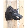Image 2 : Wild Russian Boar Hog Shoulder Mount Taxidermy