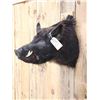 Image 3 : Wild Russian Boar Hog Shoulder Mount Taxidermy
