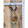 Image 1 : African Impala Shoulder Mount Taxidermy