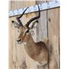 Image 3 : African Impala Shoulder Mount Taxidermy