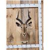Image 1 : African Impala Shoulder Mount Taxidermy