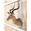 Image 2 : African Impala Shoulder Mount Taxidermy