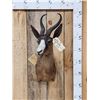 Image 1 : African Chocolate Springbok Shoulder Mount Taxidermy