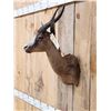 Image 2 : African Chocolate Springbok Shoulder Mount Taxidermy