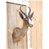Image 3 : African Chocolate Springbok Shoulder Mount Taxidermy