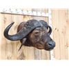 Image 3 : Trophy Class African Cape Buffalo Shoulder Mount Taxidermy