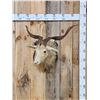 Image 1 : Angora Goat Shoulder Mount Taxidermy