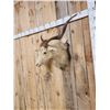 Image 3 : Angora Goat Shoulder Mount Taxidermy