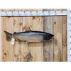 Image 1 : 41" King Salmon Real Skin Fish Taxidermy
