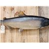 Image 3 : 41" King Salmon Real Skin Fish Taxidermy