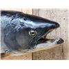 Image 5 : 41" King Salmon Real Skin Fish Taxidermy