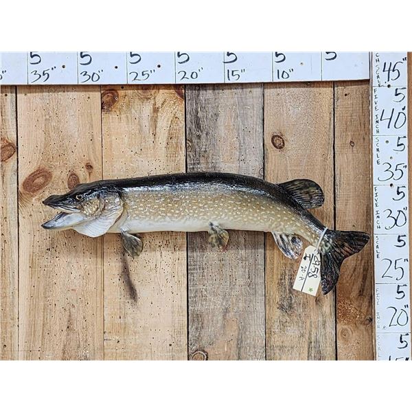 33" Northern Pike Real Skin Fish Taxidermy