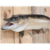 Image 4 : 33" Northern Pike Real Skin Fish Taxidermy