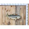 Image 1 : 28" Striped Bass Real Skin Fish Taxidermy