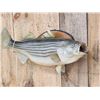 Image 2 : 28" Striped Bass Real Skin Fish Taxidermy