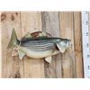 Image 3 : 28" Striped Bass Real Skin Fish Taxidermy