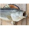 Image 5 : 28" Striped Bass Real Skin Fish Taxidermy