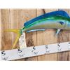 Image 3 : 27" Mahi Mahi Reproduction Fish Taxidermy