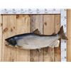 Image 1 : 41" King Salmon Real Skin Fish Taxidermy